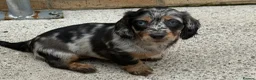 Dachshund dogs for sale: 9 Dachshunds available  in Leeds - Advert 1