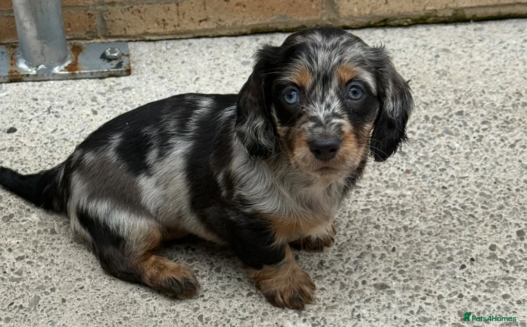 Dachshund dogs for sale: 9 Dachshunds available  in Leeds - Advert 1