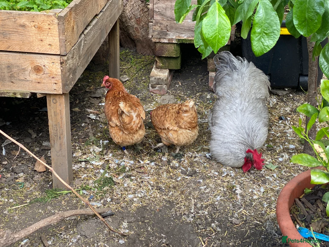 Mixed Breed poultry for sale: Beautiful Friendly Chickens & Rooster for Sale🤍🤎 - Advert 10