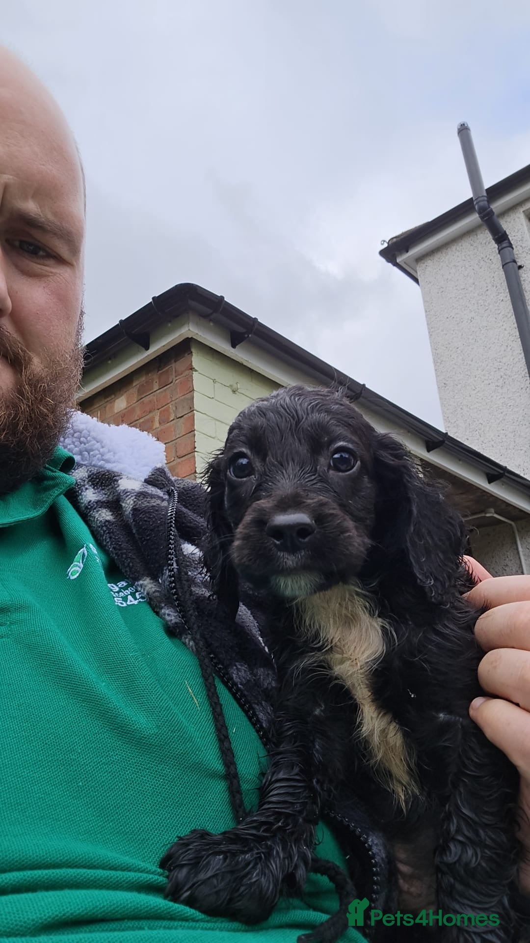 Sprocker dogs for sale: Sprocker spaniel puppies - Advert 3