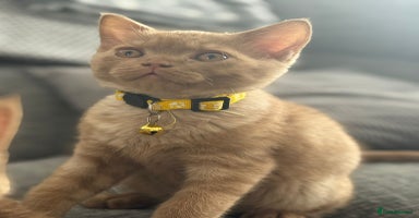 British Shorthair cats in Cradley Heath - Advert 13