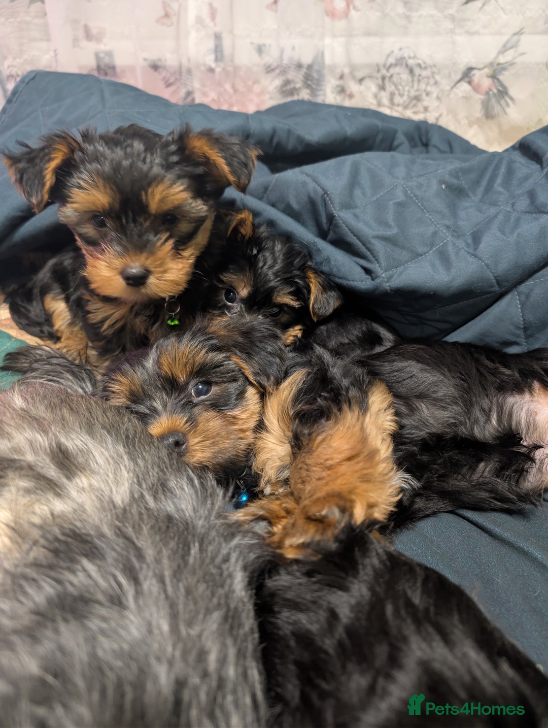 Yorkshire Terrier dogs for sale: Yorkshire Terriers ready for new home  - Advert 20