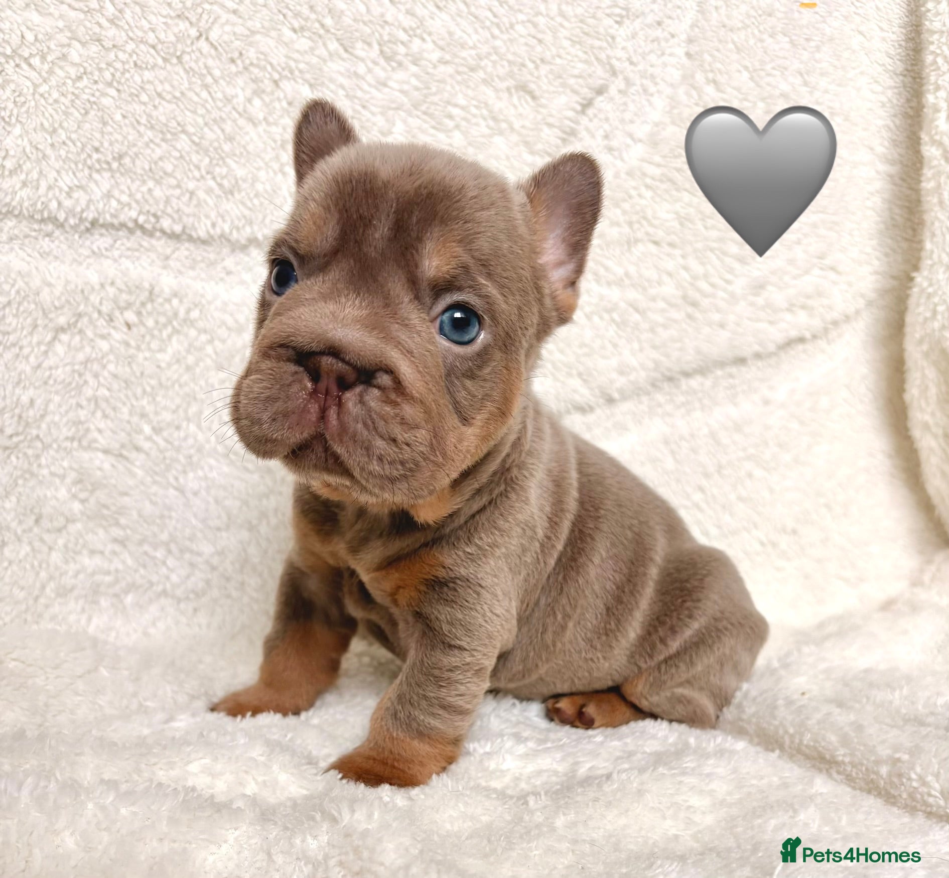 French Bulldog dogs Beautiful french bulldogs  - Advert 2