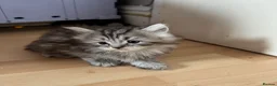 Persian cats for sale: 3 Cute Persian Kittens available Ready To Leave! in London - Advert 7