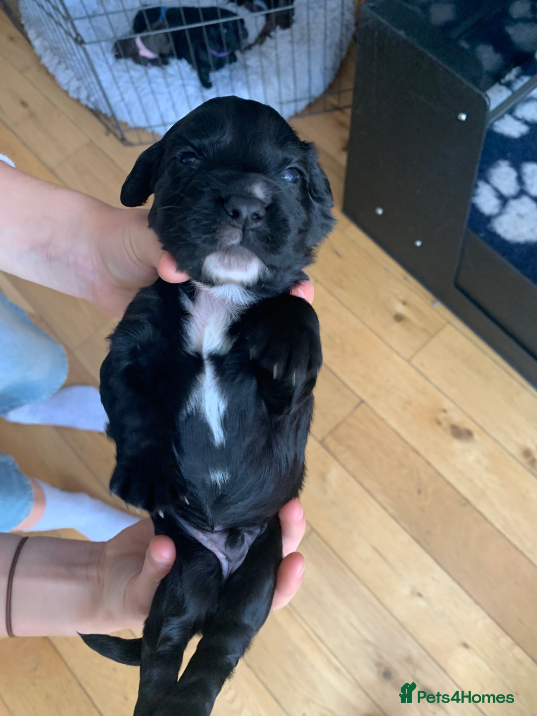 Sprocker dogs for sale: Gorgeous sprocker spaniel puppies  - Image 9
