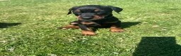 Dobermann dogs for sale: Champion Bloodline Doberman Puppies - Advert 10