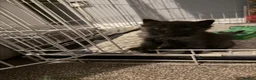 Mixed Breed cats for sale: mixed ragdol - Advert 4
