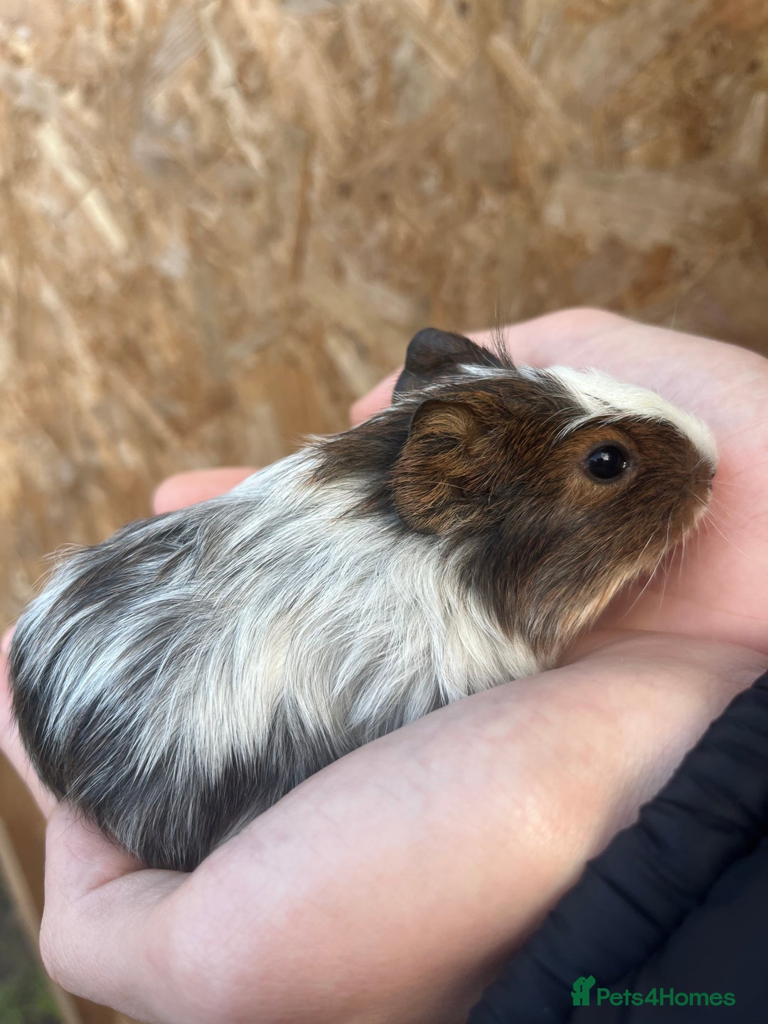 Guinea Pig rodents for sale: Guinea pigs for sale - Advert 1