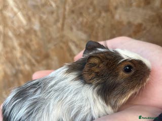 Guinea Pig rodents Guinea pigs for sale - Advert 18