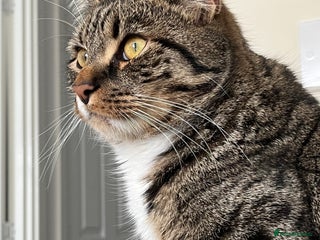 Mixed Breed cats - Advert 30