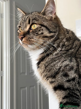 Mixed Breed cats - Advert 2