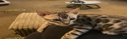 Bengal cats for sale: ‼️UPDATE ‼️Ready now TICA REGISTERED  - Advert 30