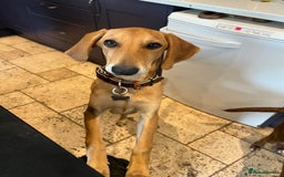 Mixed Breed dogs for adoption: Sweet and loveable Honey, 5 months old - Image 7