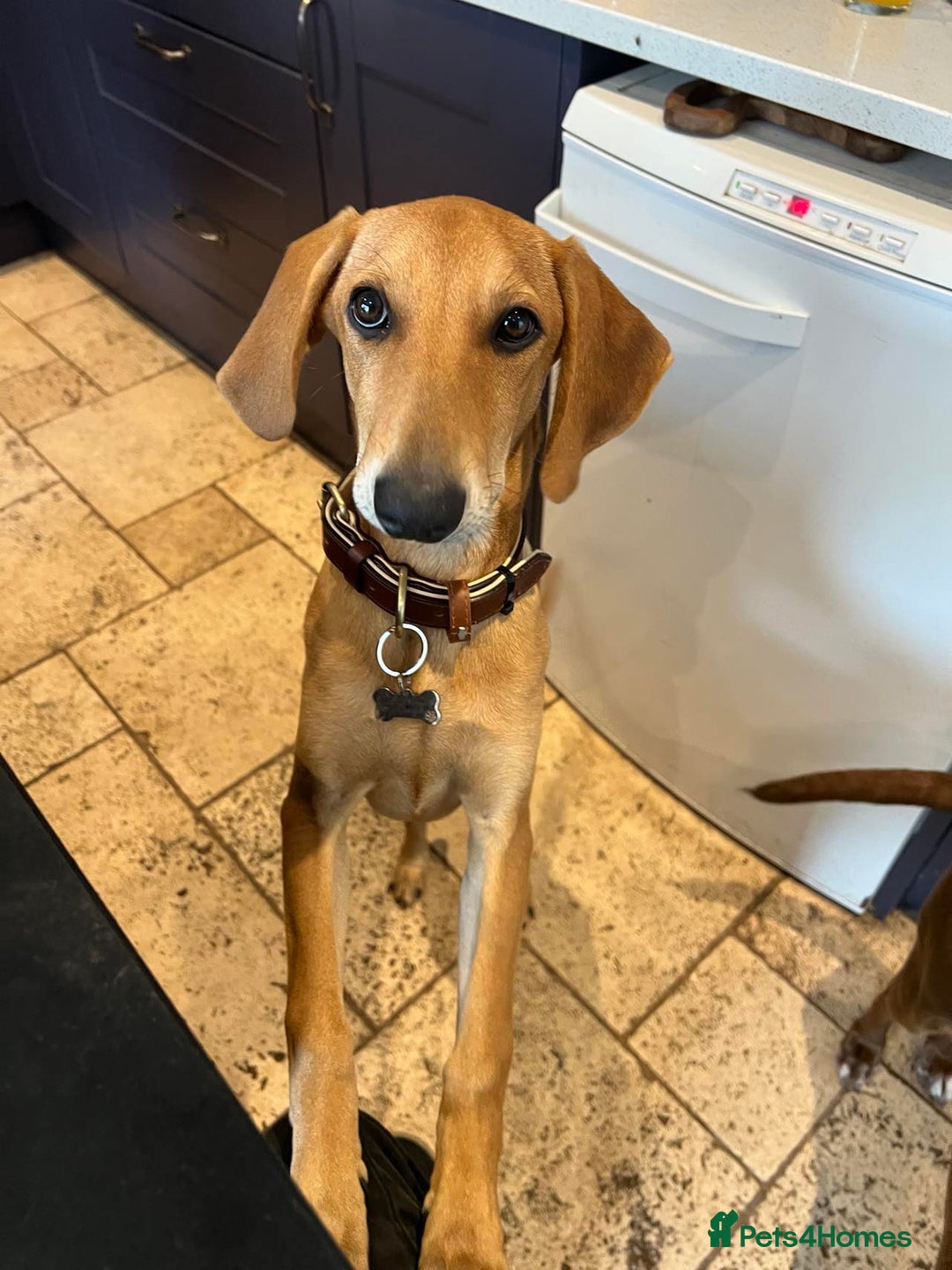Mixed Breed dogs for adoption: Sweet and loveable Honey, 5 months old - Image 7