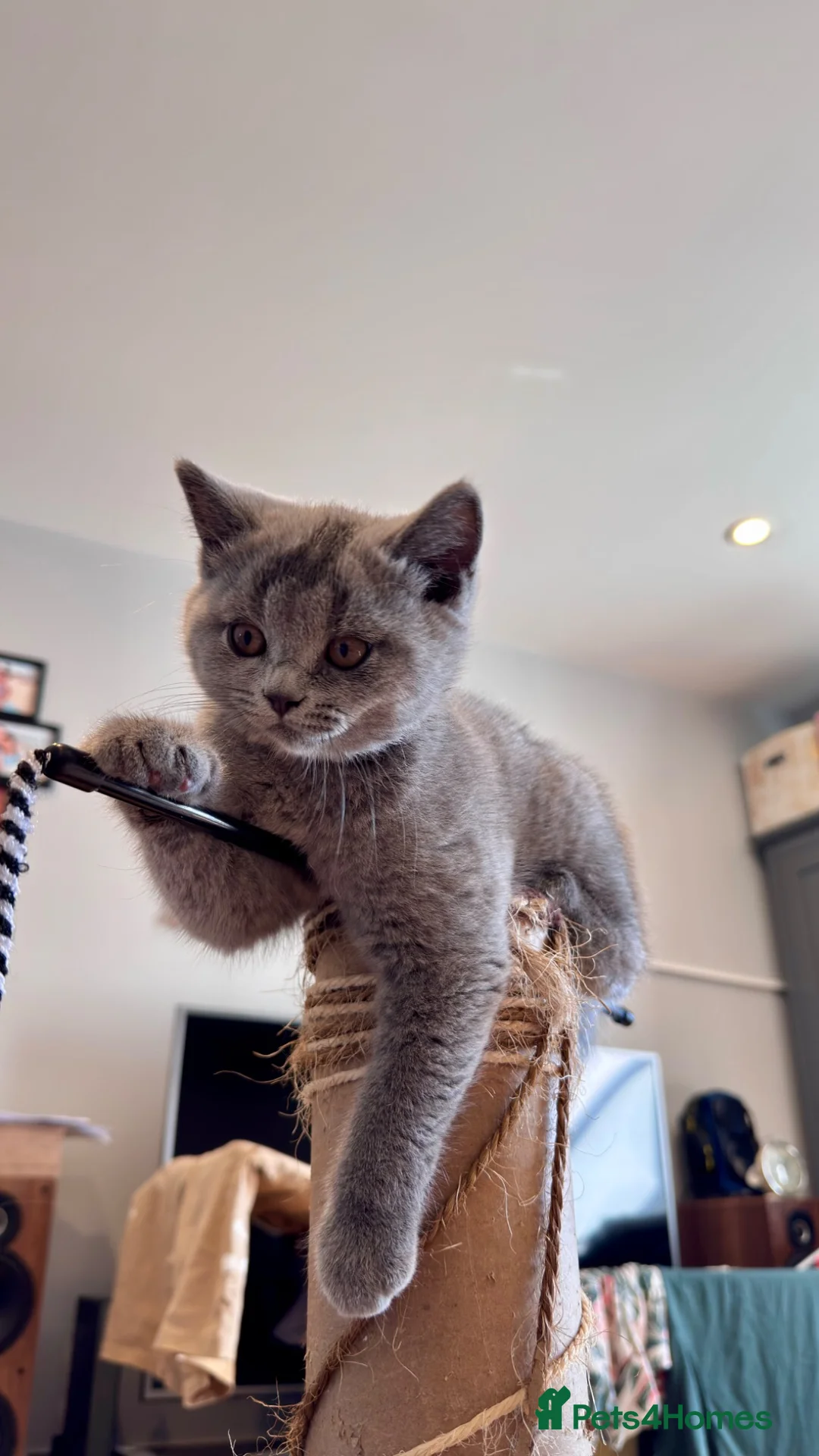 British Shorthair cats for sale: Beautiful British Shorthair kittens  - Advert 1