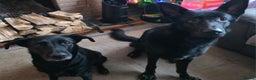 Mixed Breed dogs for sale: German Shepherd x lab pups for sale - Advert 16