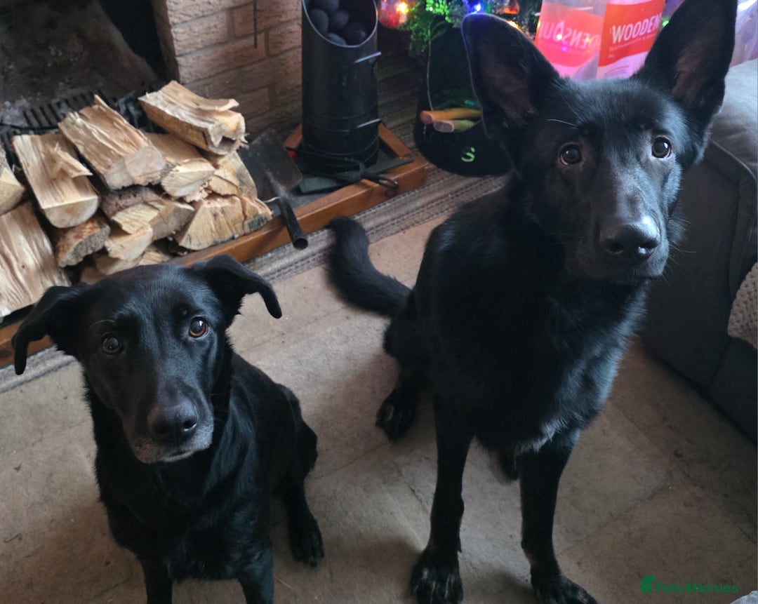 Mixed Breed dogs for sale: German Shepherd x lab pups for sale - Advert 16