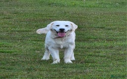 Golden Retriever dogs for sale: Beautiful Golden Retriever Boys – Ready Soon - Image 5