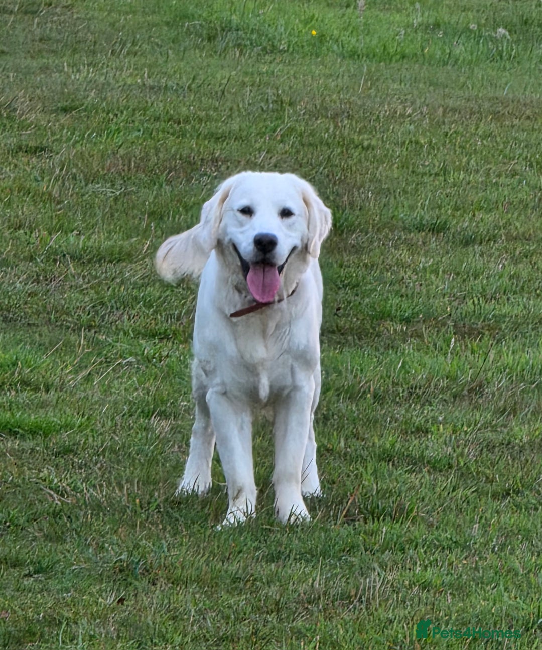 Golden Retriever dogs for sale: Beautiful Golden Retriever Boys – Ready Soon - Image 5