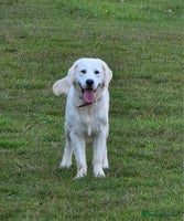 Golden Retriever dogs - Advert 8