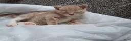 Mixed Breed cats for sale: Gorgeous fluffy loving kittens. READY 05/09/2026 - Advert 3