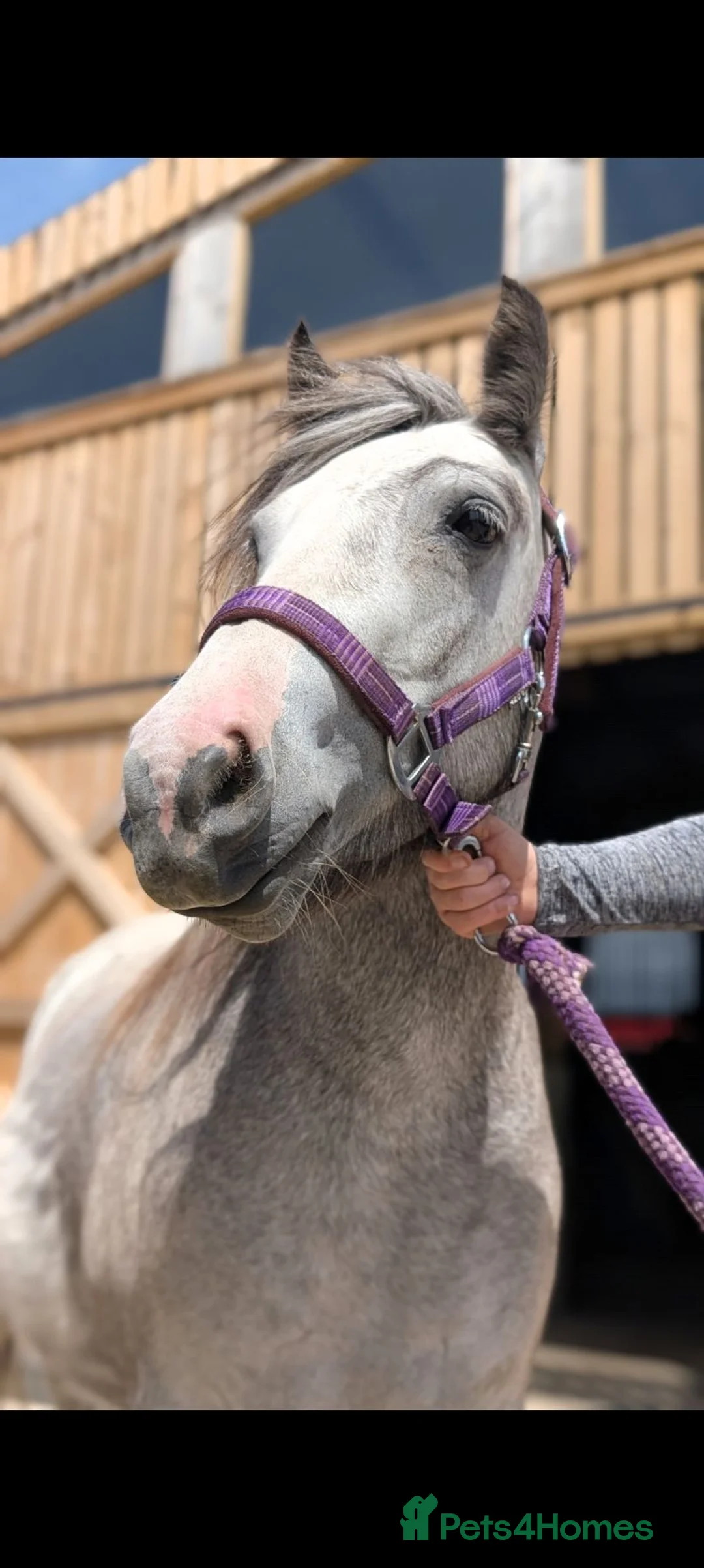 Welsh Section A horses for sale: Sky – 12.2hh, 4-Year-Old Grey Roan Mare in Bradford - Advert 3
