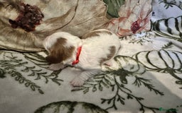 Mixed Breed dogs for sale: Cockalier puppies  - Advert 4