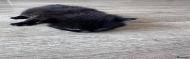 Mixed Breed Kitten 4