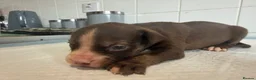 Mixed Breed dogs for sale: American bulldog x Husky puppies  - Advert 25