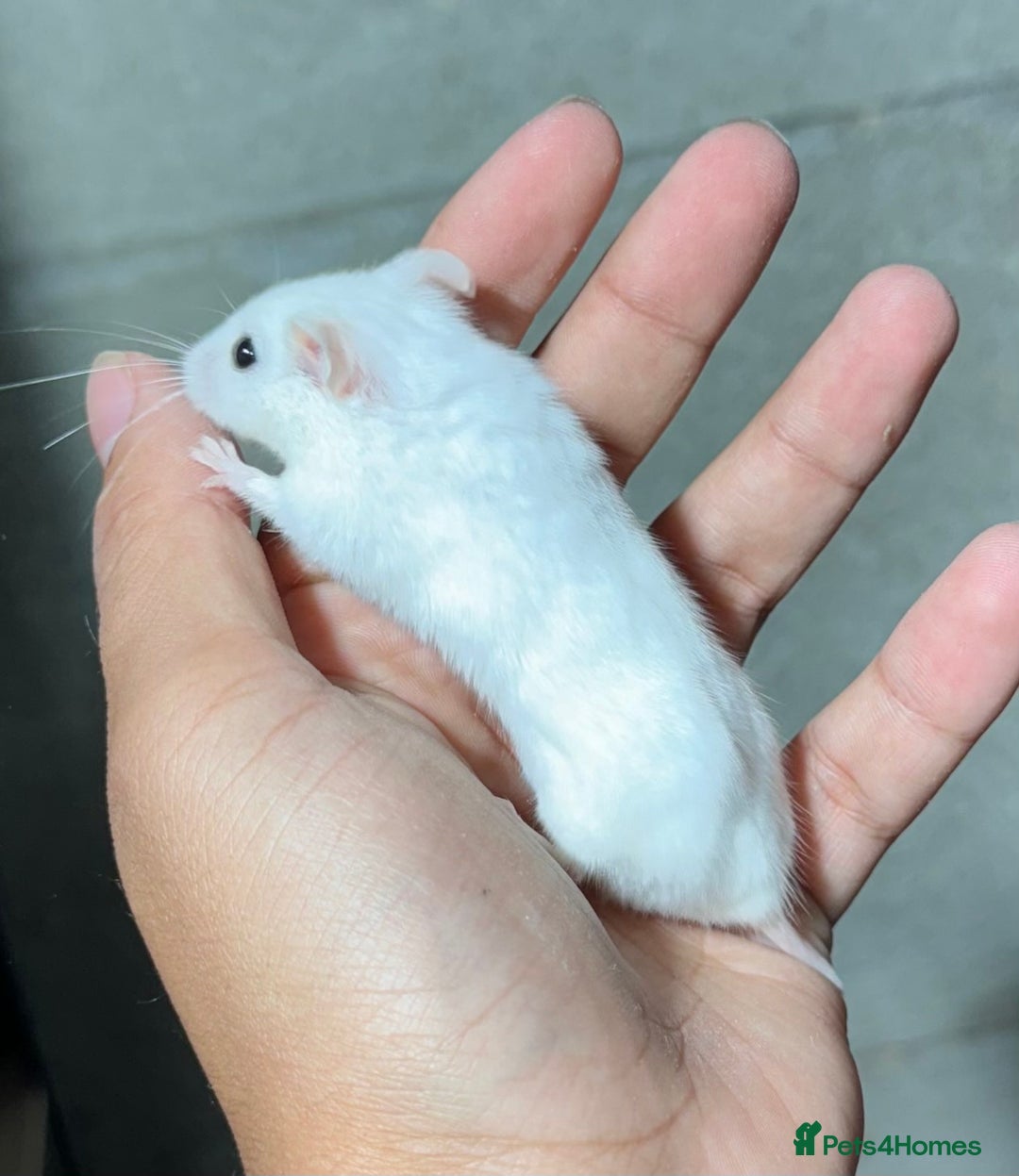 Hamster rodents for sale: STUNNING TAME PEDIGREE CHINESE HAMSTER PUPS in Orpington - Image 6