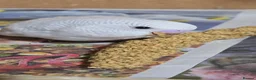 Budgerigars birds for sale: Gorgeous Baby Budgies - Advert 11
