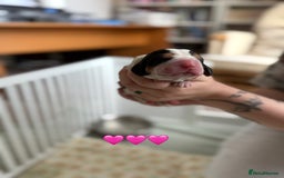 Basset Hound dogs for sale: Beautiful Basset Hound Puppies  - Image 14