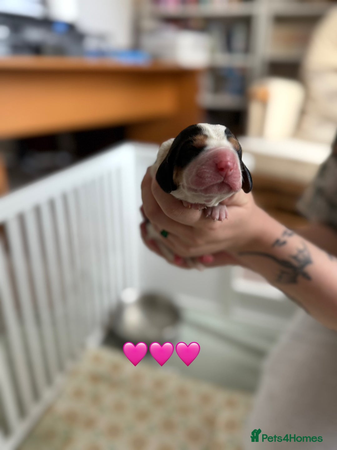 Basset Hound dogs for sale: Beautiful Basset Hound Puppies  - Image 14