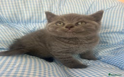 British Shorthair cats for sale: Beautiful cuddly, British short hair kittens  - Image 12