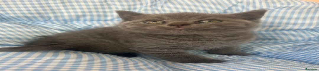 British Shorthair Kitten 6