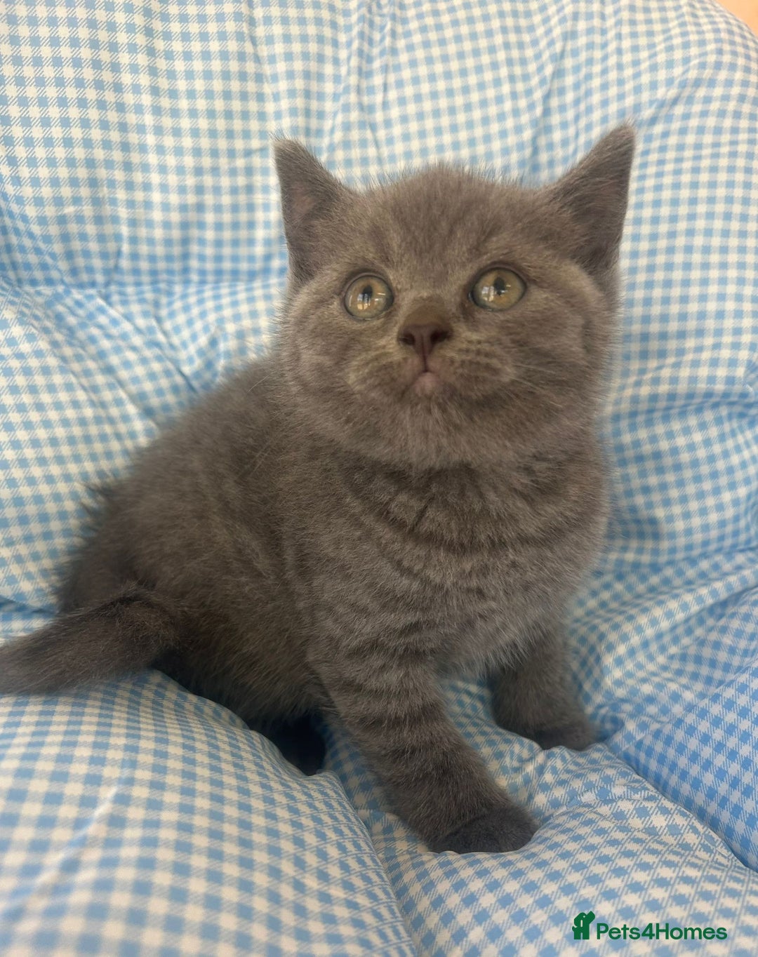 British Shorthair cats for sale: Beautiful cuddly, British short hair kittens  - Image 12
