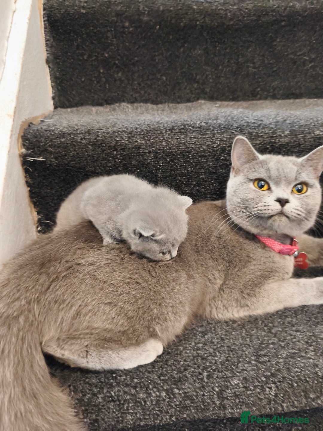 British Shorthair cats for sale: British short hair kittens - Advert 4