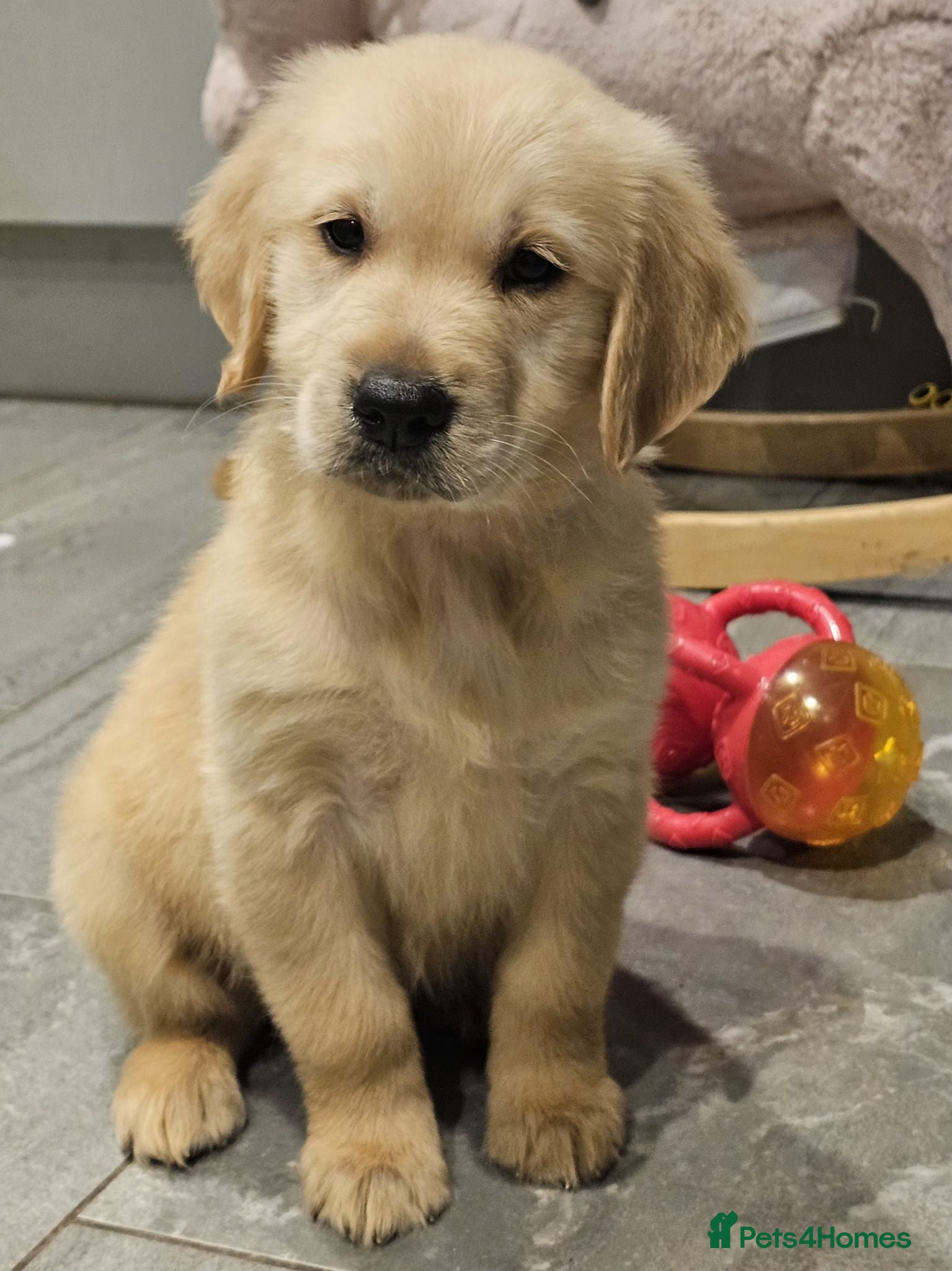 Golden Retriever dogs Pedigree Golden retriever championbloodline pups - Advert 2