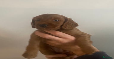 Cockapoo dogs - Advert 1