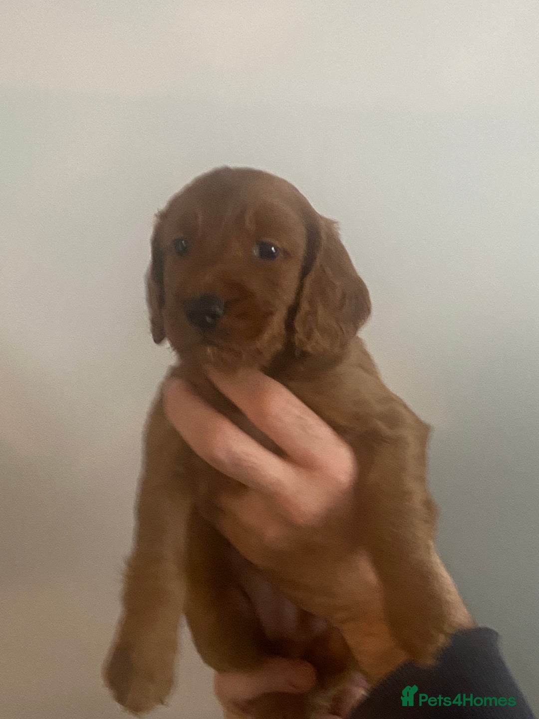 Cockapoo dogs for sale: Cockapoo pups for sale  - Advert 4