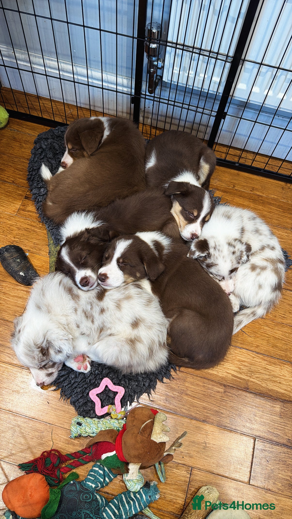 Border Collie dogs Red & white tri merle border collie puppies - Advert 10