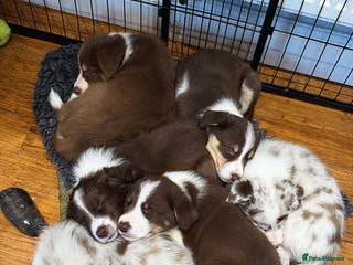 Border Collie dogs Red & white tri merle border collie puppies - Advert 15