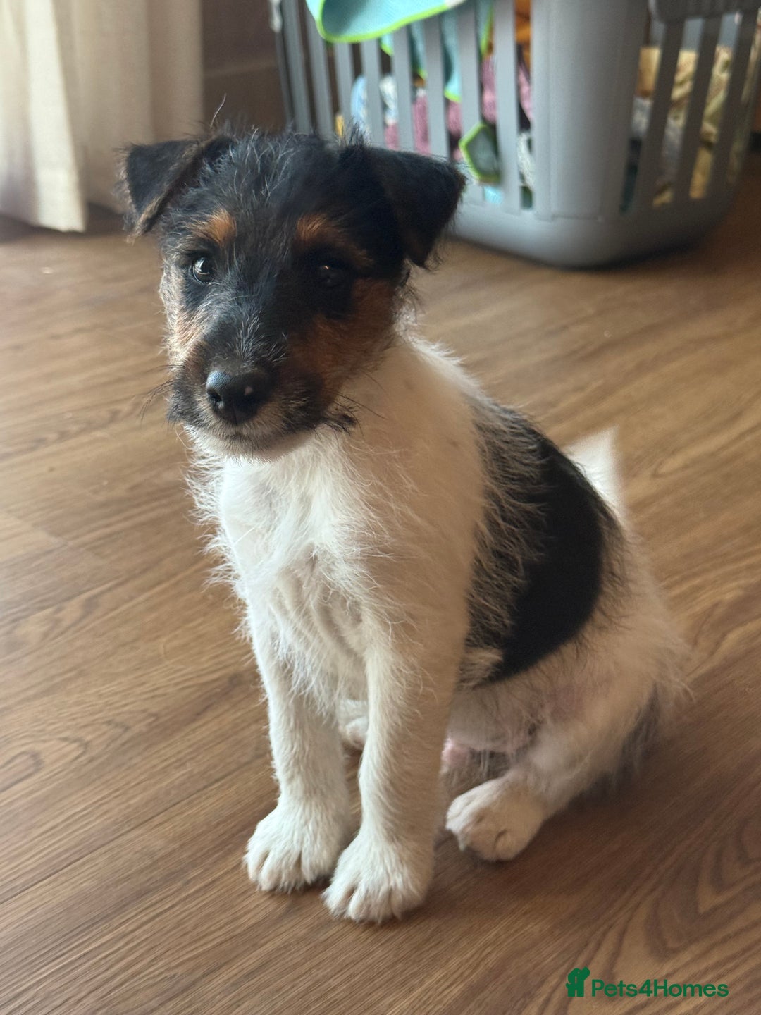 Mixed Breed dogs for sale: Rough coated Jack Russell  - Image 5