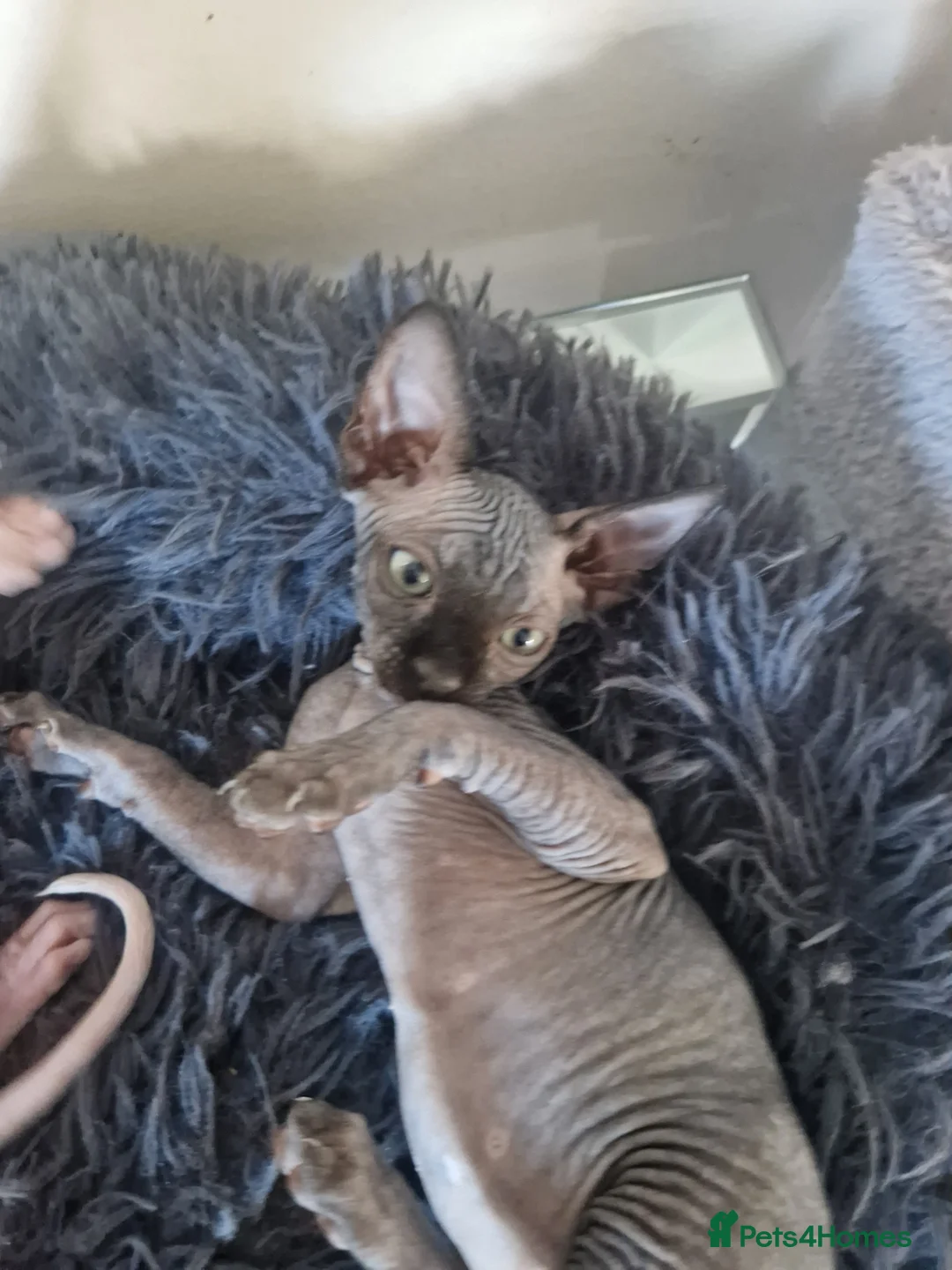 Sphynx cats for sale: Canadian Sphynx kittens - Advert 26