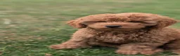 Cavapoo dogs for sale: Cavapoo. Super curly 5* Council reg - Advert 3