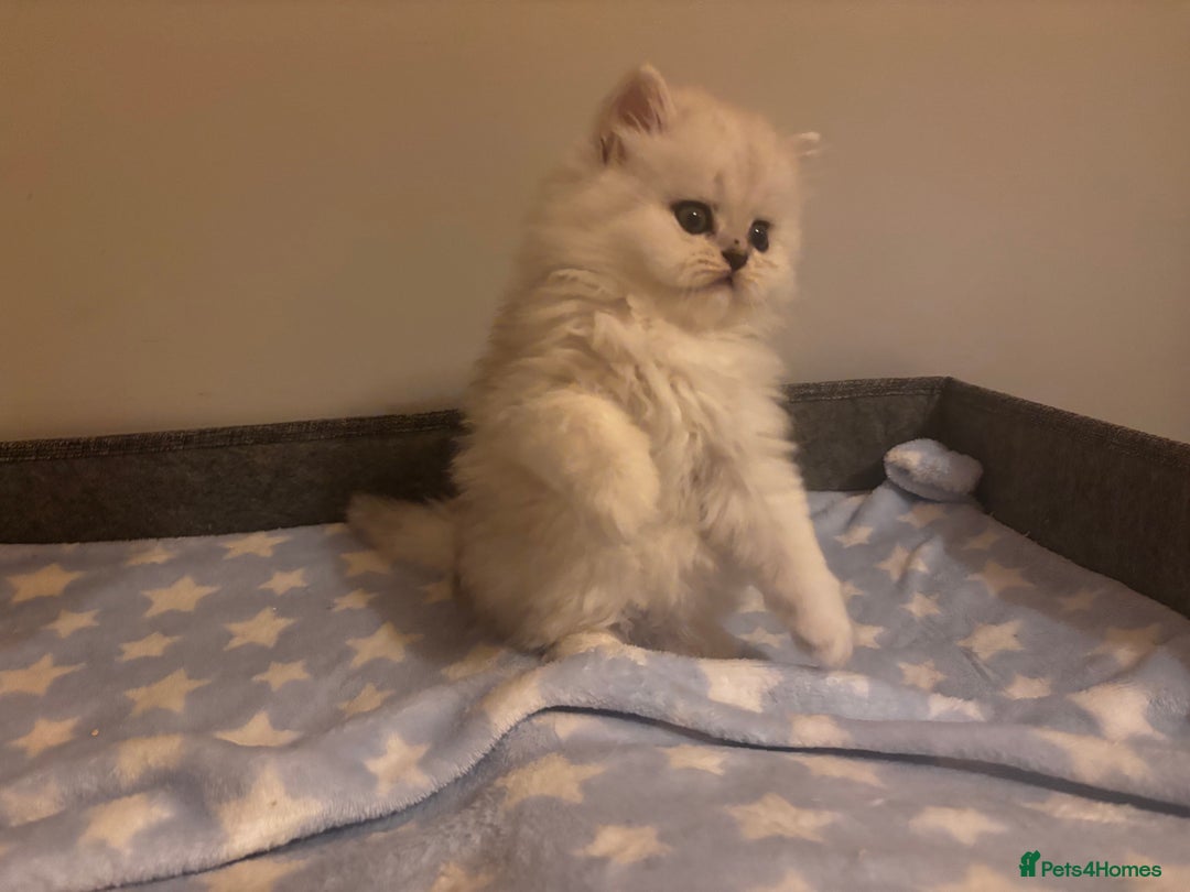 Persian cats for sale: Persian chinchilla kittens - Image 6