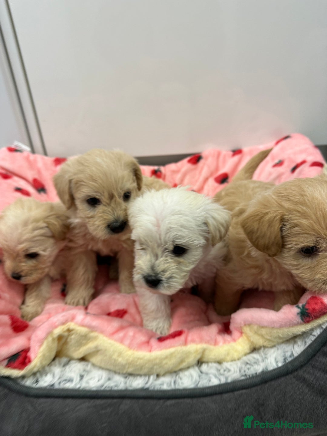Mixed Breed dogs for sale: Westiepoo puppies - Advert 6