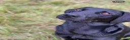 Labrador Retriever dogs for sale: KC Reg Health Tested Labrador Pups in Shipston-on-Stour - Advert 1