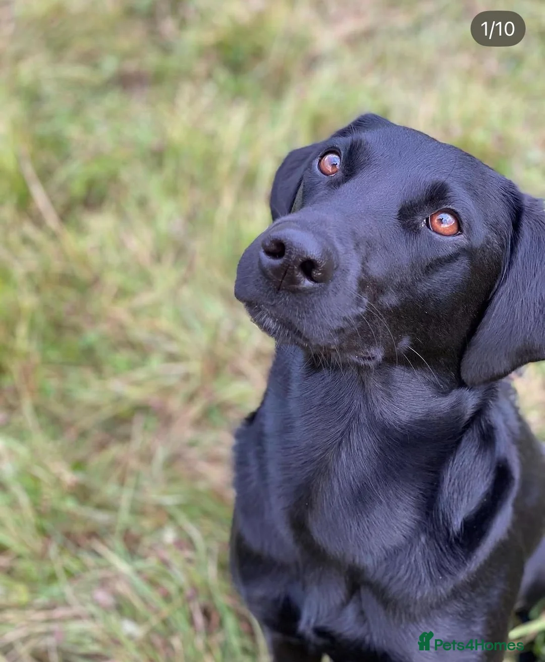 Labrador Retriever dogs for sale: KC Reg Health Tested Labrador Pups in Shipston-on-Stour - Advert 1