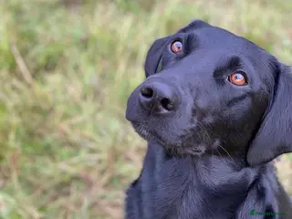 Labrador Retriever dogs KC Reg Health Tested Labrador Pups - Advert 2